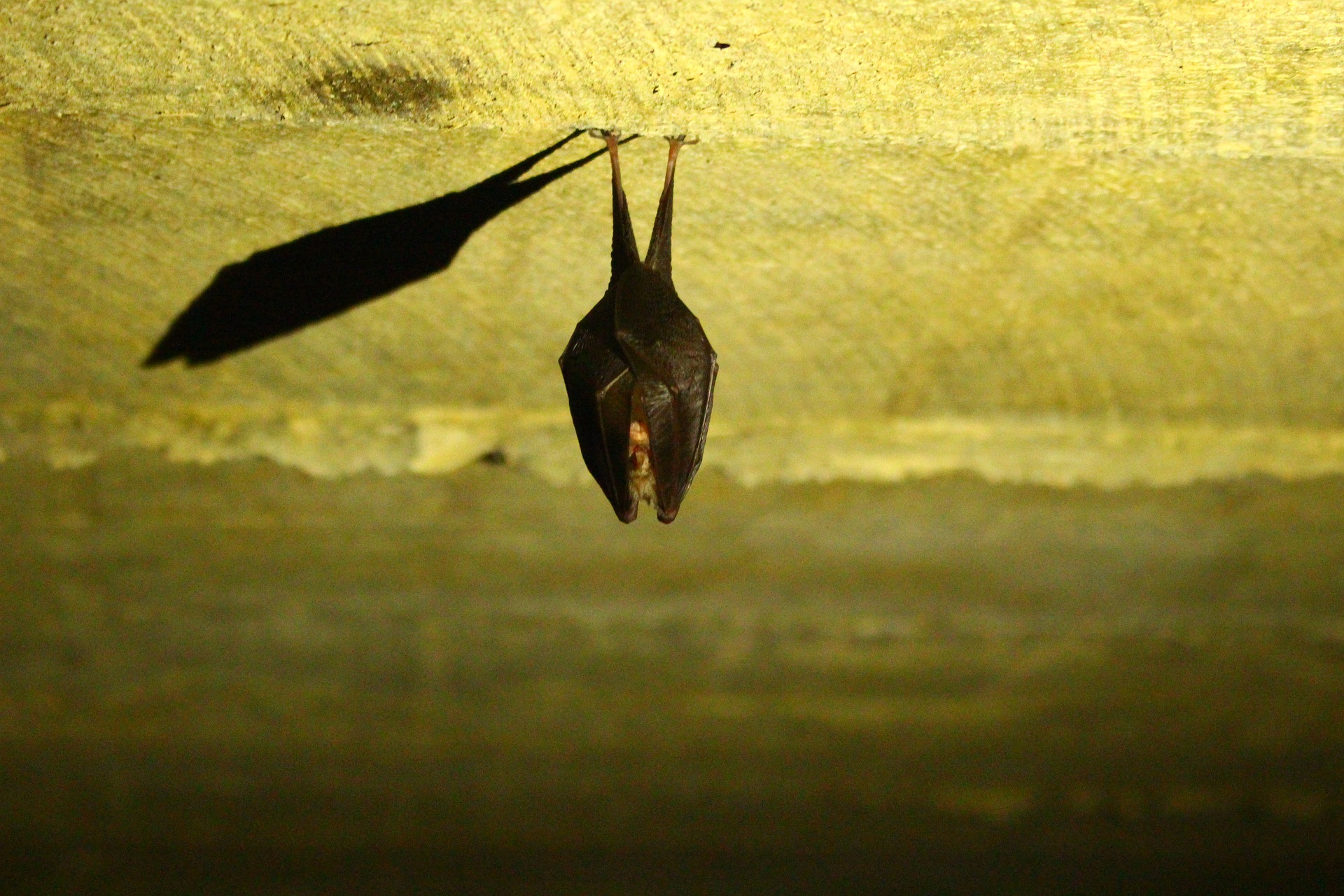Fledermaus