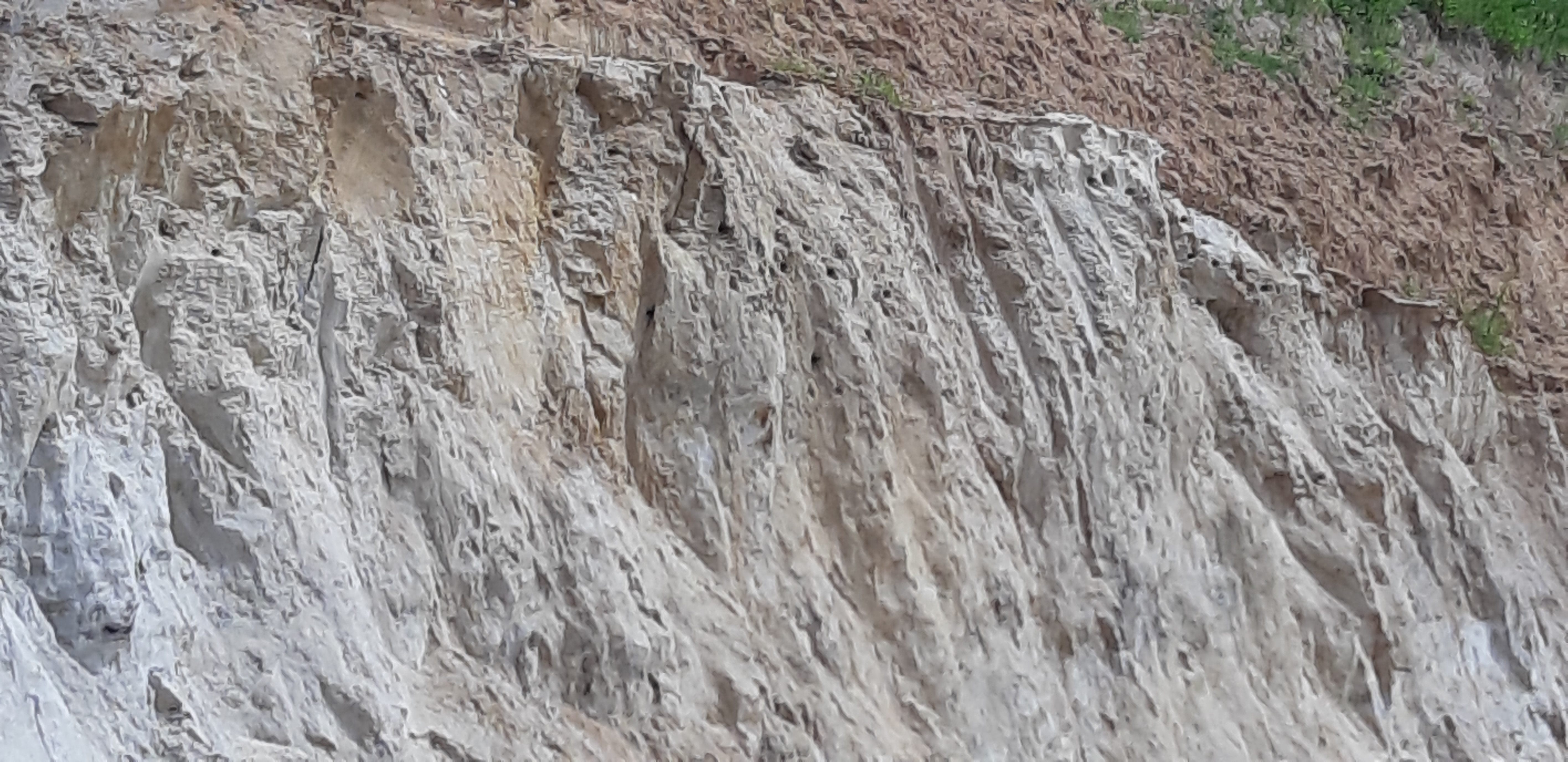 Uferschwalbenkolonie